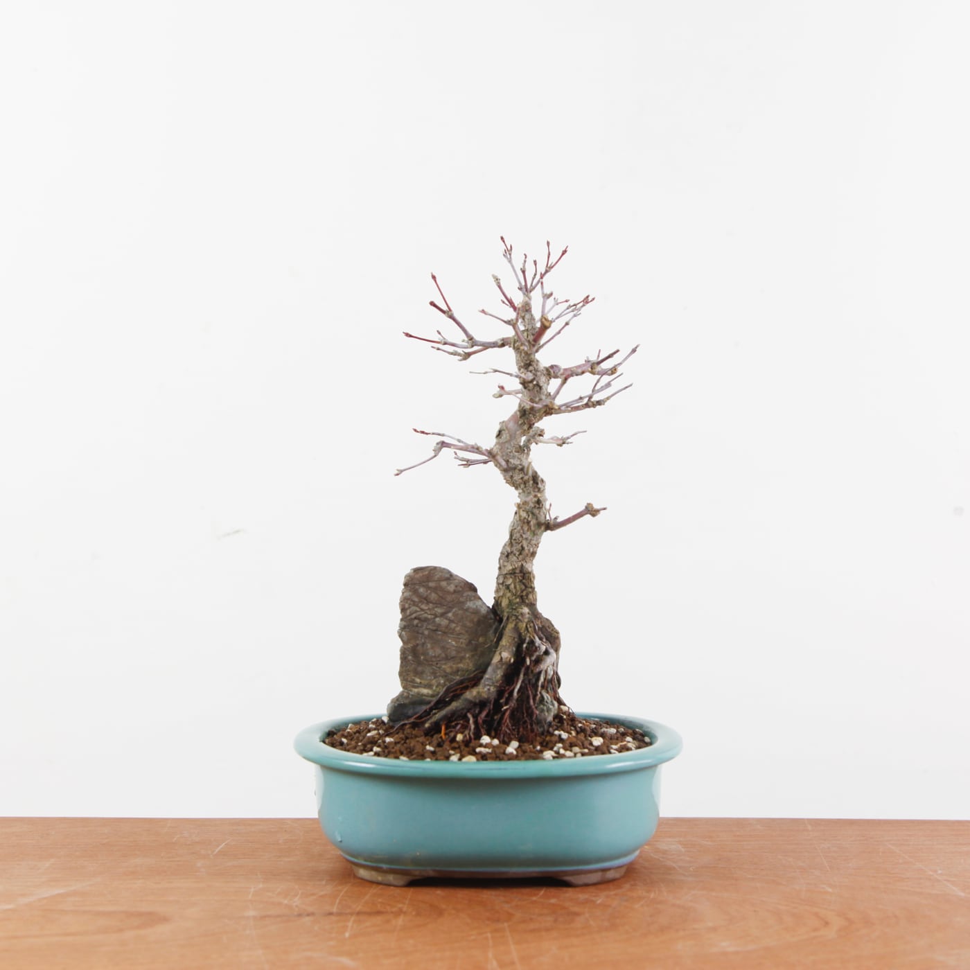 Bonsai Acer Palmatum Arakawa 'Kurkeschoors-esdoorn'